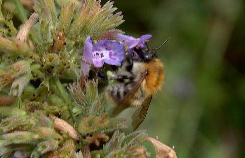 Réf. 247 220 : Bombus pascuorum